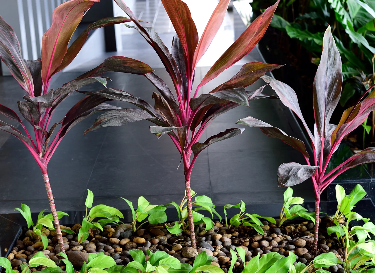 Kordylina znakomicie sprawdza się jako ozdoba domów prywatnych i biur