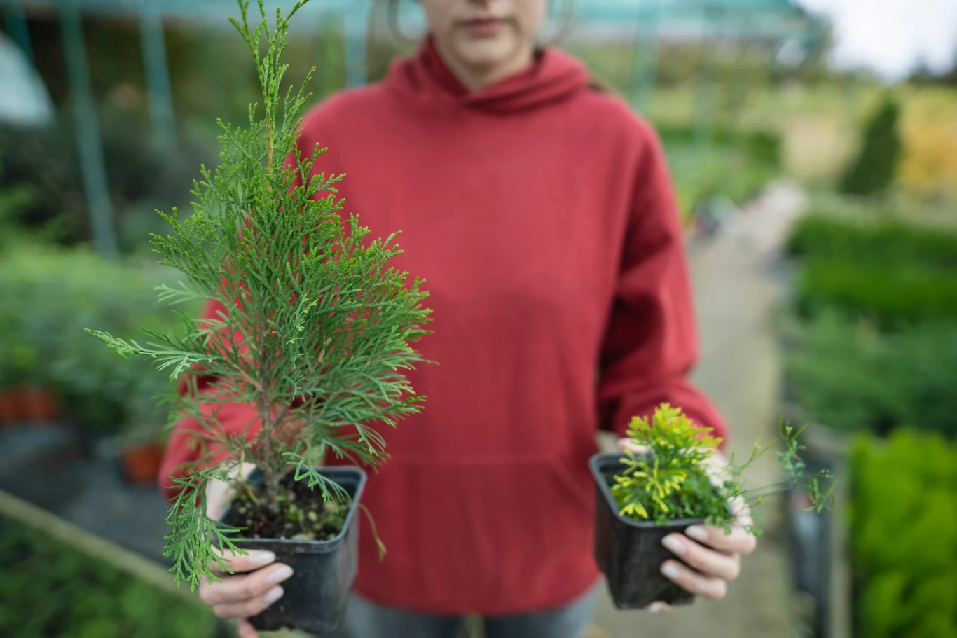 Ukorzenione tuje całkiem nieźle rosną