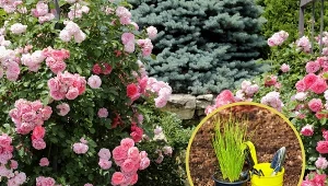 Korzystne interakcje pomiędzy roślinami określa się jako allelopatię pozytywną.