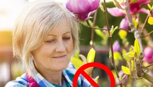 NIektórych gatunku roślin nie powinno się przycinać wiosną.