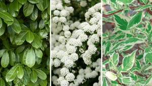 Żywopłoty liściaste pięknie prezentują się w ogrodzie. Fot. 123RF/PICSEL/Pexels