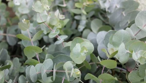 Eukaliptus niebieski pochodzi z Tasmanii, z Australii