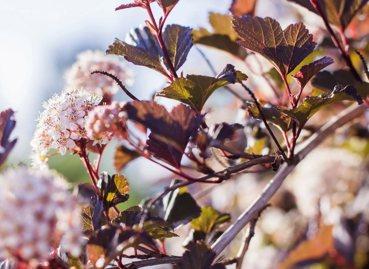 Pęcherznice kwitną w maju i czerwcu