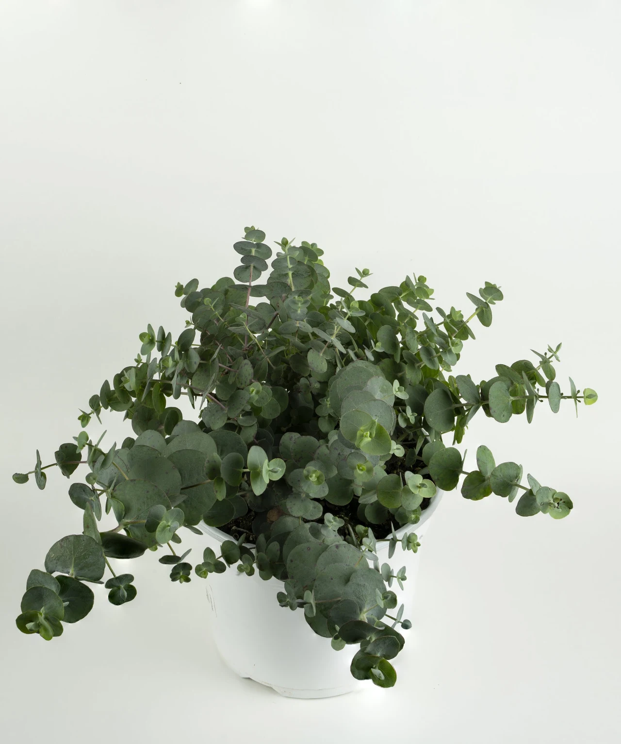 Eukaliptus niebieski może być rozmnażany z nasion lub sadzonek