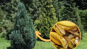 Dzięki właściwemu nawożeniu rośliny iglaste lepiej rosną i są bardziej odporne na choroby