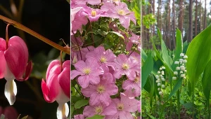 Trujących roślin w Polsce jest całkiem dużo