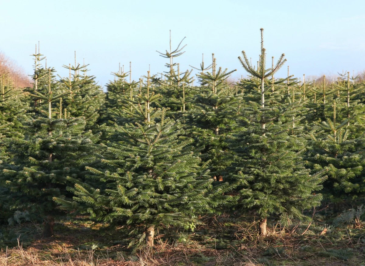 Najwięcej zapotrzebowania na nawóz mają jodły
