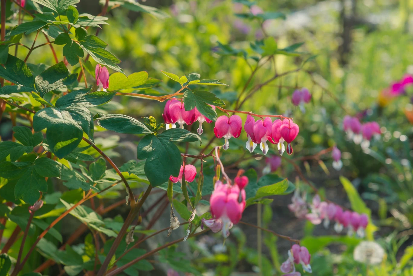 Serduszka okazała również nie należy do bezpiecznych roślin