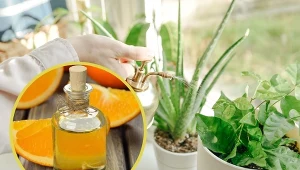 Olejek pomarańczowy sprawdza się jako skuteczny, a przy tym ekologiczny środek na insekty.