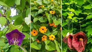 Istnieje wiele odmian roślin, które raz wysiane radzą sobie same.