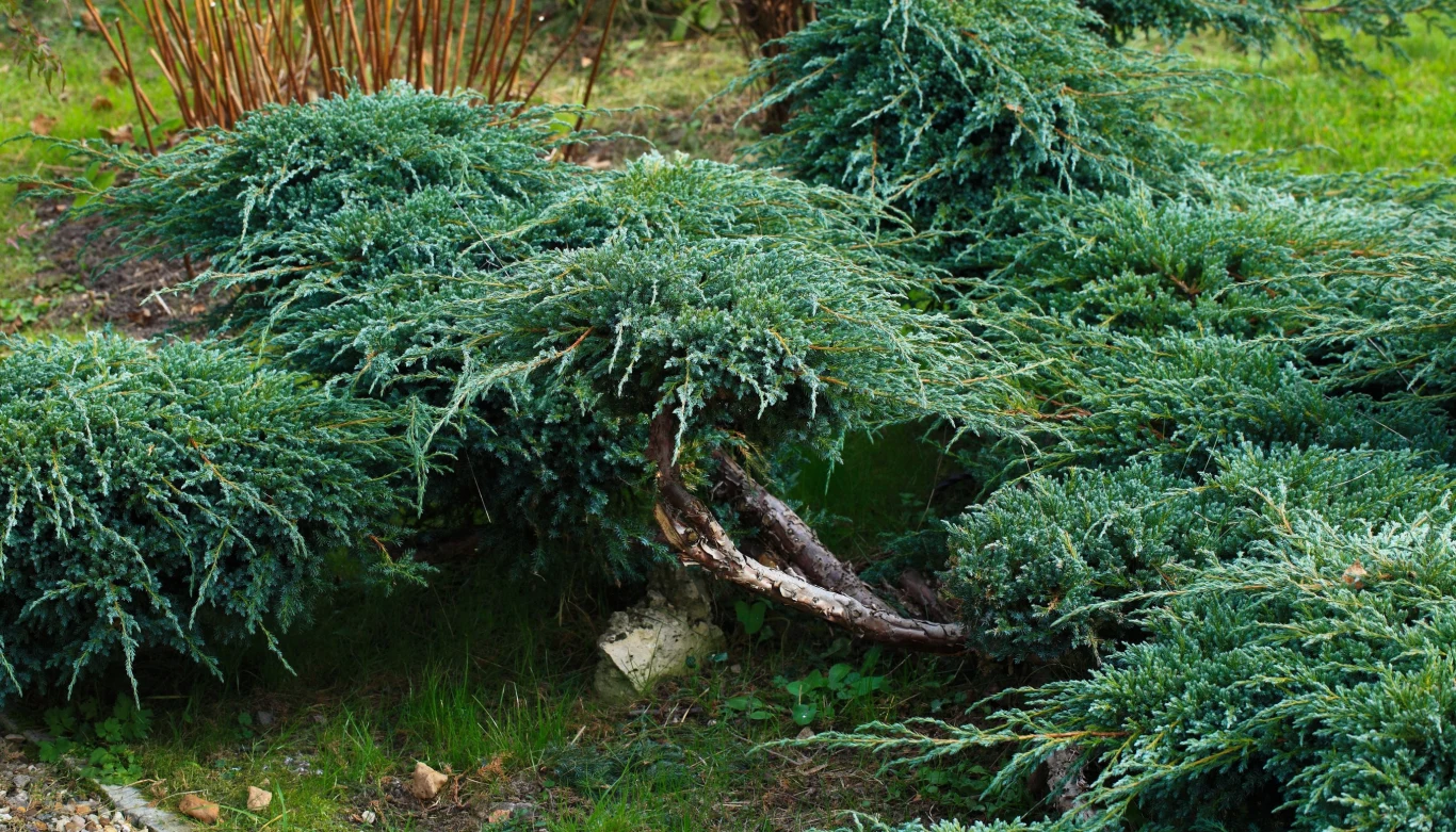 Jałowiec sabiński to chętnie uprawiany wieczniezielony krzew - niestety trujący