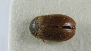 Szubak Smirnowa - co niszczy, gdzie szukać gniazd i jak się go pozbyć