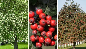 Jarząb szwedzki - wymagania, uprawa, cięcie, odmiany, ciekawostki