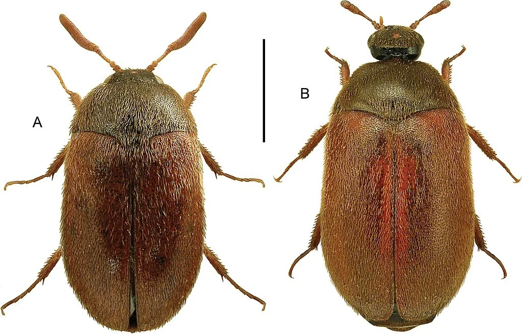 Szubak Smirnowa ma do 4 cm długości