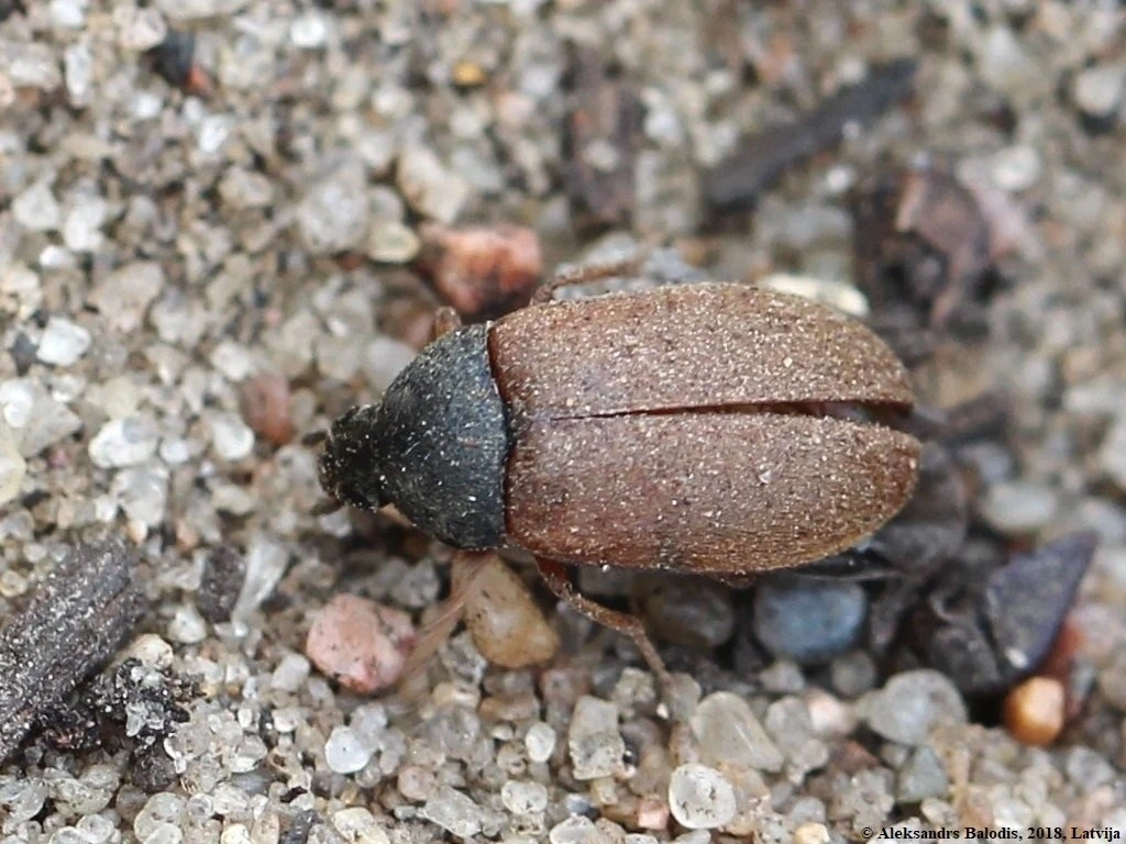 Szubak Smirnowa nie jest groźny dla człowieka
