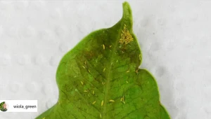 Objawem żerowania wciornastek mogą byćodbarwienia na liściach lub ich deformacja./wiola_green
