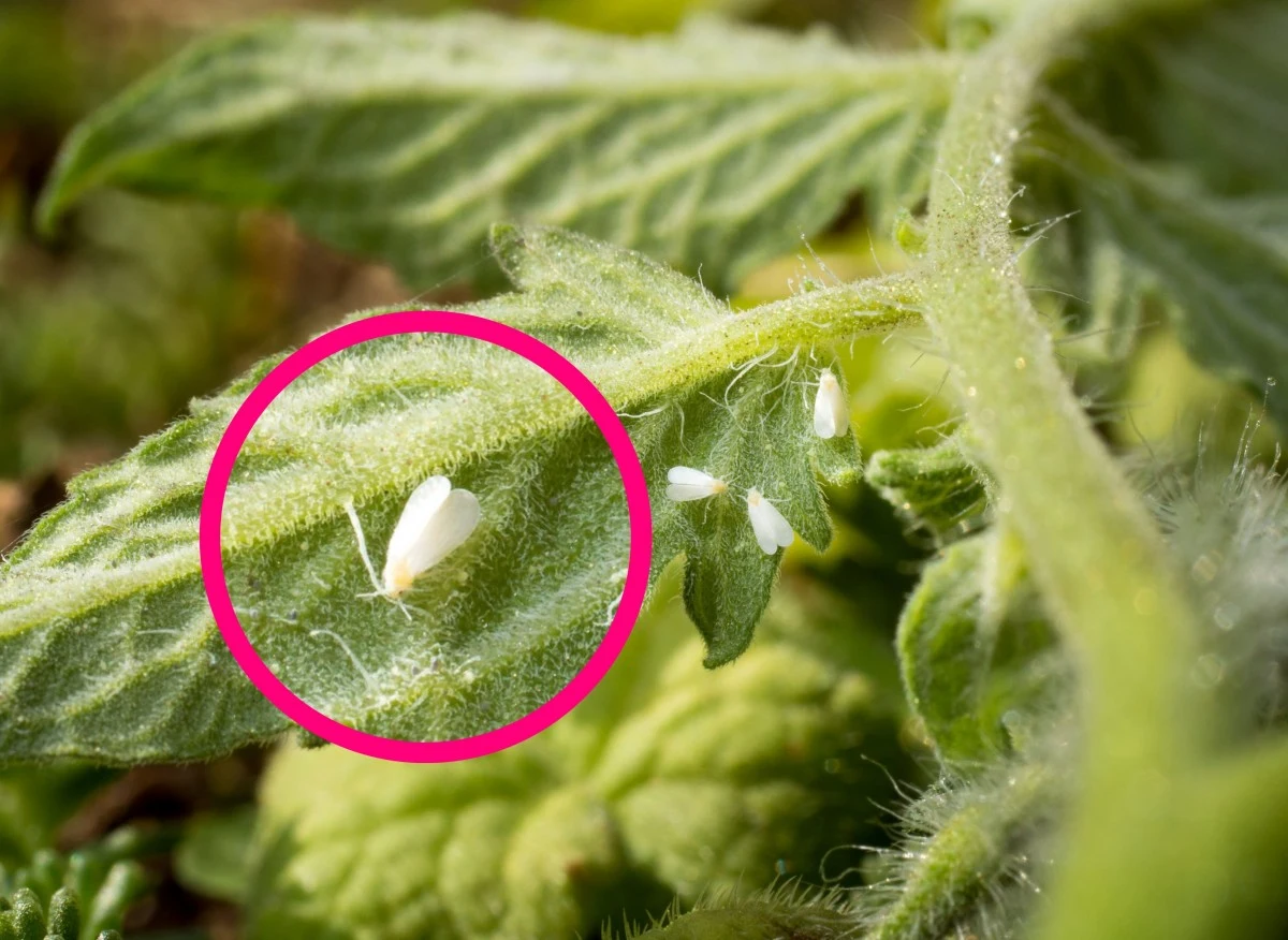 Białe muszki latające wokół roślin to mączlik szklarniowy