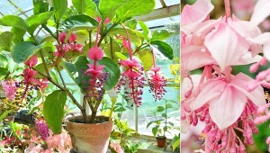 Medinilla wspaniała pochodzi ze strefy klimatycznej równikowej, a dokładniej z Filipin