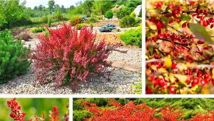 Czerwony berberys to ceniona na całym świecie ozdoba ogrodu.