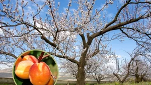 Drzewko morelowe może być uprawiane jedynie w południowej i zachodniej części Polski.