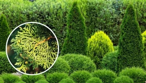 Tuje to popularne rośliny iglaste uprawiane nie tylko w ogrodach, ale też w pojemnikach, na balkonach i tarasach.