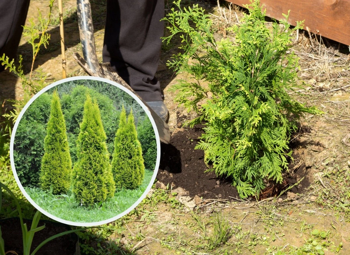 Podpowiadamy kiedy i jak sadzić tuje w ogrodzie i na tarasie