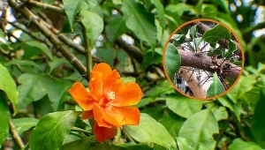 Kolce, które tworzy roślina, są bardzo ostre i mogą dotkliwie zranić skórę.