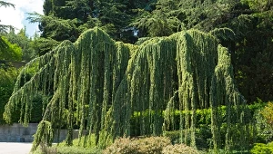 Cedr płaczący ma bardzo charakterystyczny wygląd. Łatwo pomylić go z wierzbą