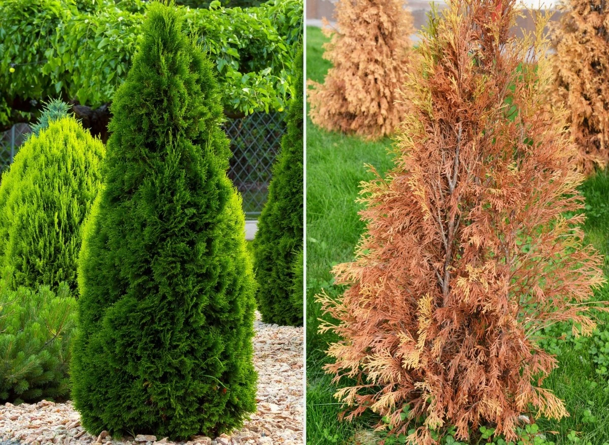 Choroby grzybowe wymagają najczęściej szybkiego działania