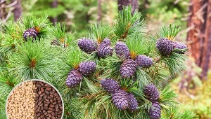 Nalewka cedrowa ma działanie lecznicze.