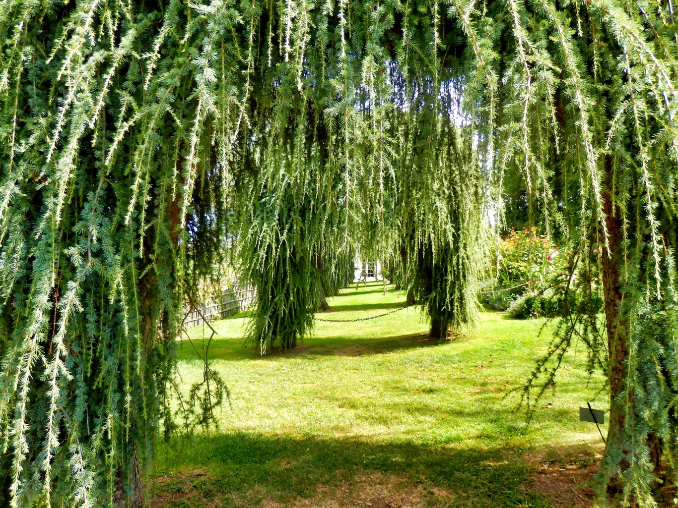 Cedr płaczący wyróżnia się charakterystycznymi opadającymi ku dołowi gałęziami