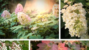 Hortensja dębolistna ma nie tylko piękne kwiaty, ale i liście. Fot. 123RF/PICSEL/Pexels