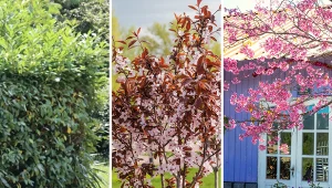 Ałycza pięknie wygląda wsadzona pojedynczo, jak i uprawiana w formie żywopłotu.