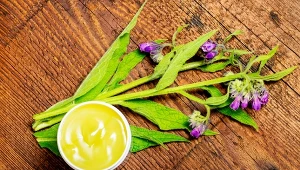 Żywokost lekarski to roślina o wielu cennych właściwościach