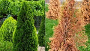 Choroby grzybowe wymagają najczęściej szybkiego działania.