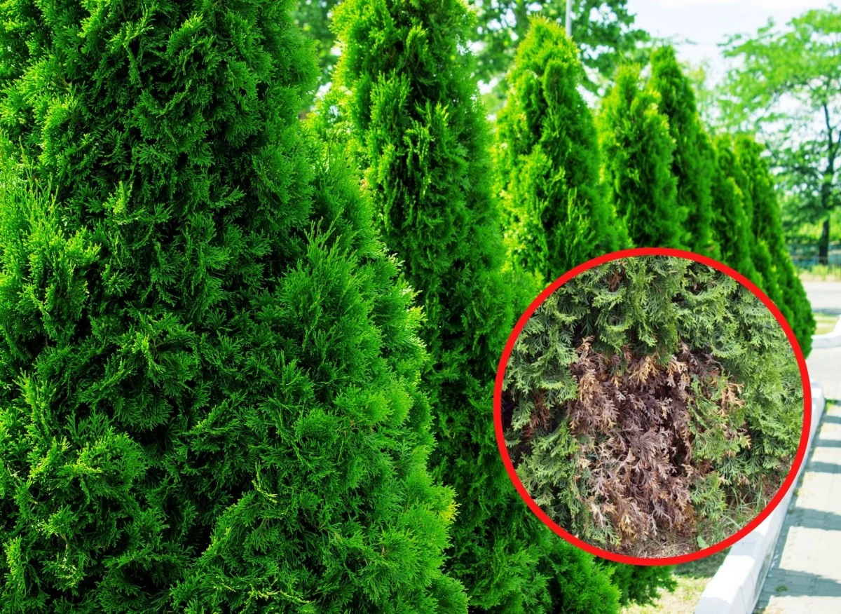 Fytofyroza objawia się brązowieniem pędów, korzeni i igieł