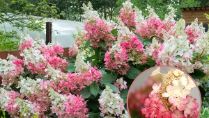 Hortensja Pinky Winky posiada trójkolorowe kwiatostany.