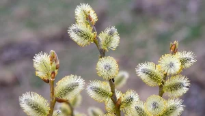 Wierzba Iwa słynie z efektownych bazi.
