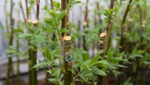 To bardzo efektowne drzewka, które cieszą się dużą popularnością zarówno wśród profesjonalnych ogrodników, jak i amatorów.