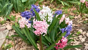 Hiacynt to barwnie pachnąca roślina o pięknych kolorowych kwiatach.