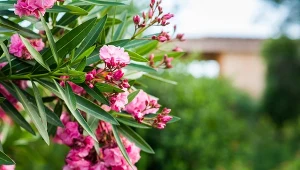 Oleander w swoim naturalnym środowisku to niewielkie drzewo lub krzew