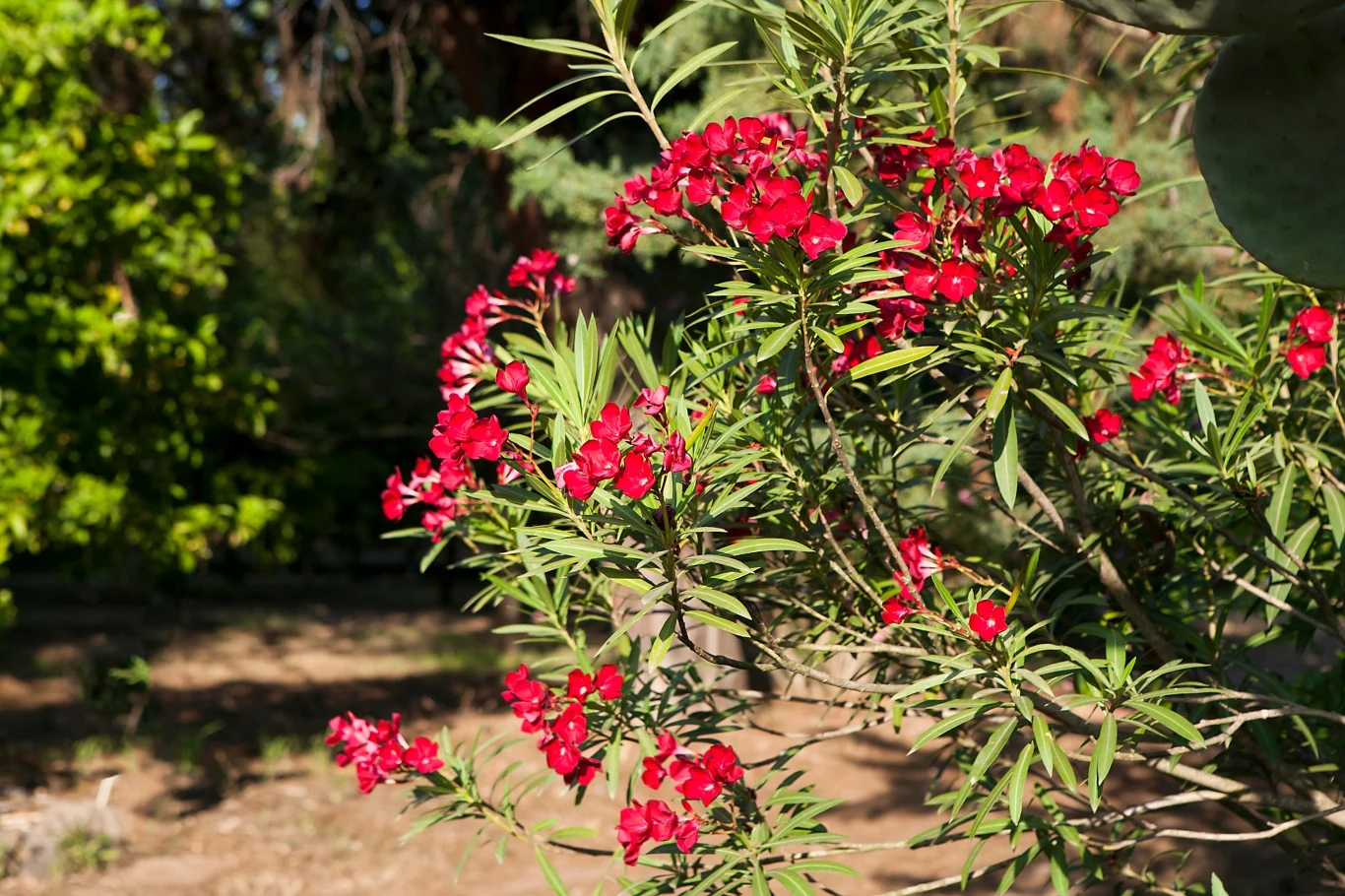 Największą ozdobą oleandra są kwiaty