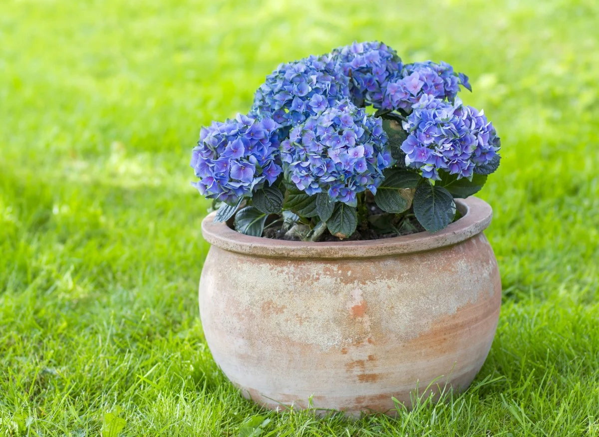 Hortensje pieknie prezentują sie wdonicach