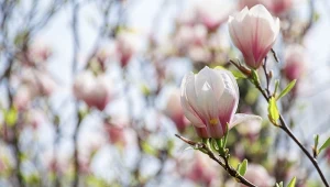 Magnolia posiada wiele odmian, a wśród nich można odnaleźć zarówno wiecznie zielone drzewa oraz krzewy