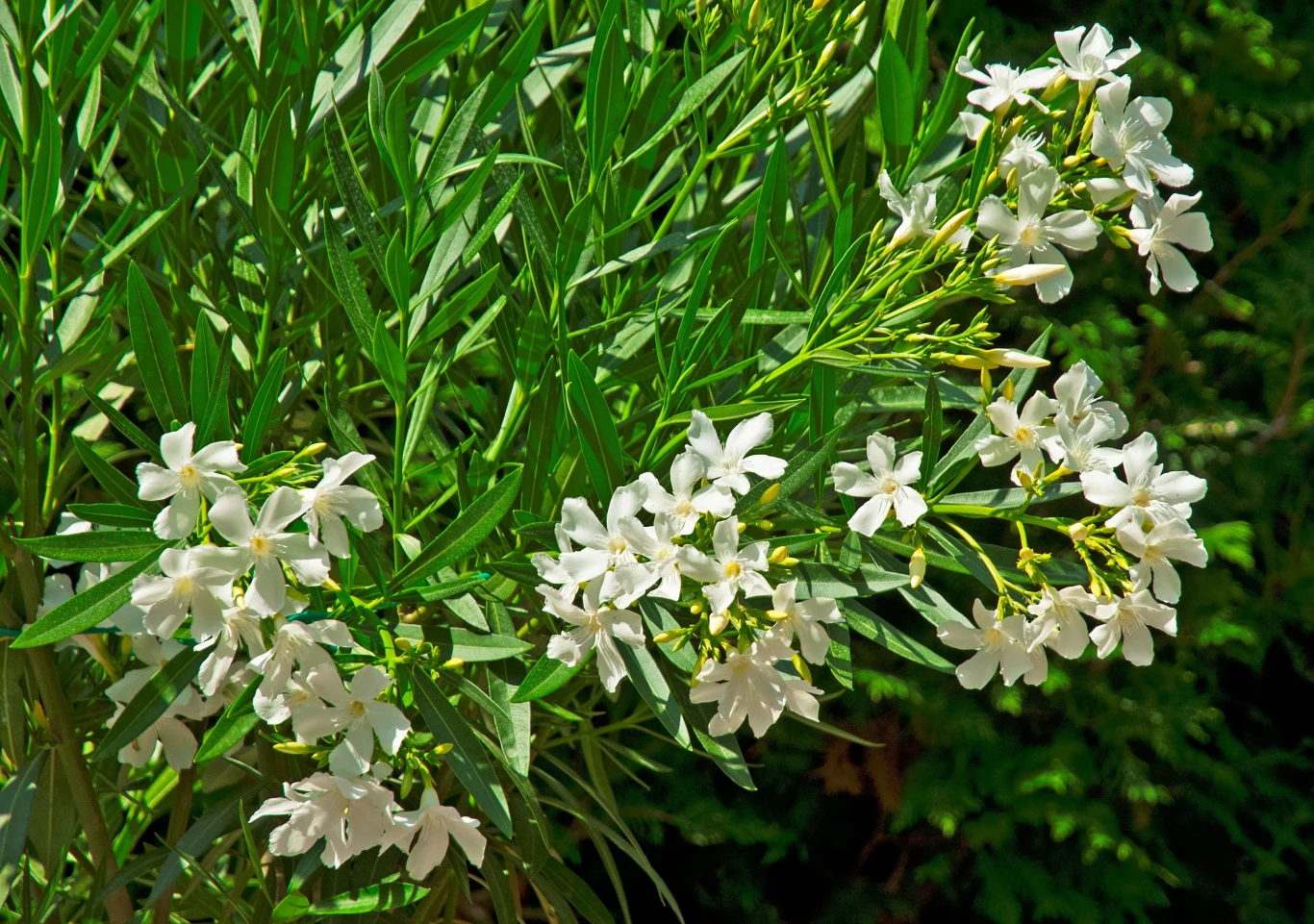 Do rozmnażania olendarów można użyć sadzonek pędowych niezdrewniałych