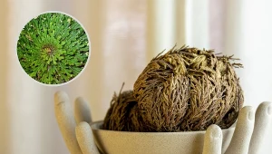 Róża jerychońska to niezwykle ciekawa roślina domowa.