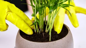 Należy obficie podlewać chamedorę wytworną, szczególnie latem