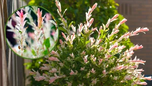 Wierzba japońska nazywana jest także drzewem flaminga. Fot. 123RF/PICSEL/Pexels