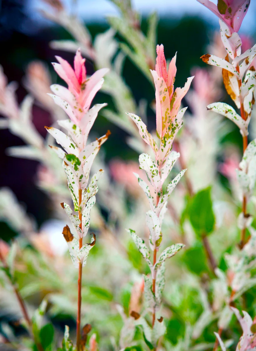 Największą ozdobą wierzby japońskiej są jej biało-różowe liście z marmurkowym deseniem