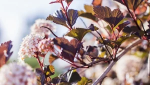 Pęcherznice kwitną w maju i czerwcu.  Wykształcają niewielkie kwiaty w kolorach od białego do różowego